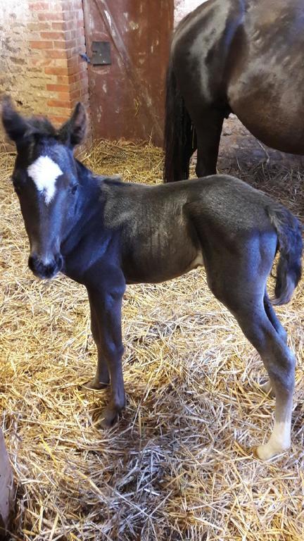 Hotel Au Fer A Cheval Gandelain Zewnętrze zdjęcie